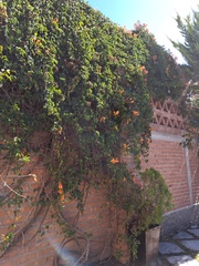 Bignonieae