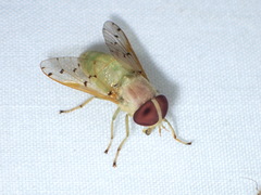 Chlorotabanus