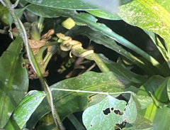 Bothriechis lateralis