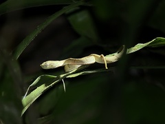 Bothriechis lateralis