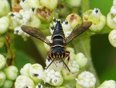 Coelioxys