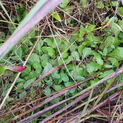 Erigeron quercifolius