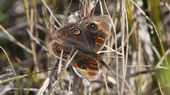 Junonia stemosa