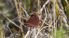 Junonia stemosa