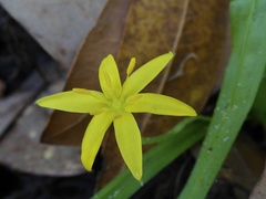 Hypoxis curtissii