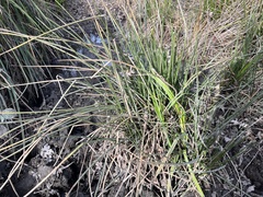 Schoenoplectus americanus