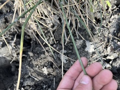 Schoenoplectus americanus