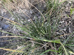 Schoenoplectus americanus