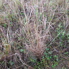 Andropogon virginicus
