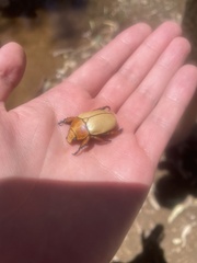 Anoplognathus macleayi