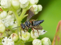 Coelioxys