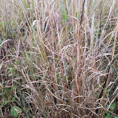 Andropogon virginicus
