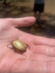 Anoplognathus macleayi