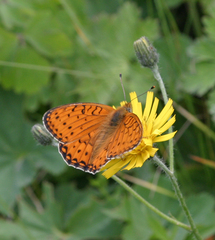 Argynnis niobe orientalis
