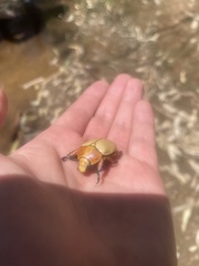 Anoplognathus macleayi