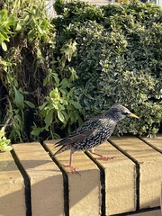 Sturnus vulgaris