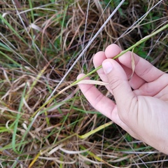 Rhynchospora odorata