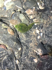 Clinocottus acuticeps