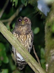 Strix virgata