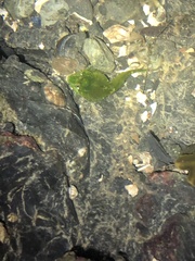 Clinocottus acuticeps