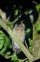 Strix virgata