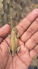 Sceloporus gadoviae