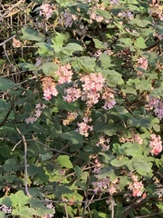 Ribes malvaceum malvaceum