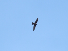 Aerodramus pelewensis