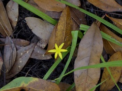 Hypoxis curtissii