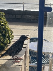 Sturnus vulgaris