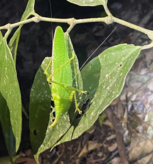 Copiphora rhinoceros
