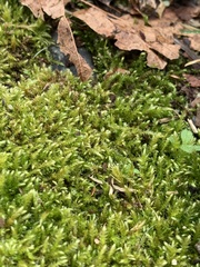 Scleropodium cespitans