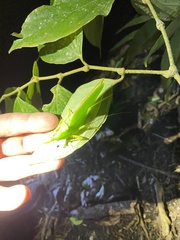 Copiphora rhinoceros