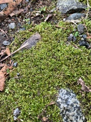 Scleropodium cespitans