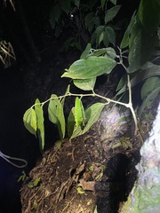 Copiphora rhinoceros