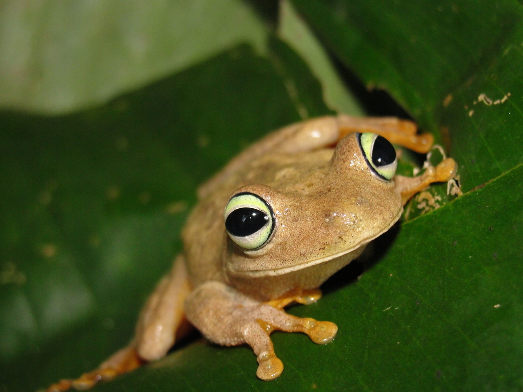 Hypsiboas crepitans (Anfibios de (Amphibians of) San Juan de Arama ...