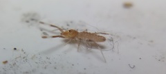 Solifugae