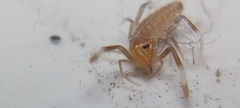 Solifugae