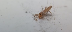 Solifugae