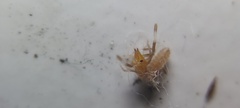 Solifugae