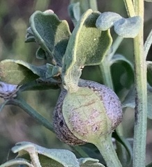 Gnorimoschema baccharisella