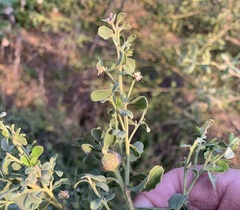 Gnorimoschema baccharisella