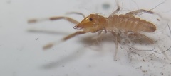 Solifugae