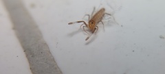 Solifugae