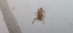 Solifugae