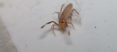 Solifugae