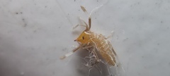 Solifugae