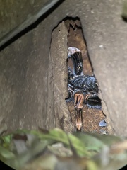 Megaphobema mesomelas