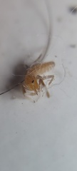 Solifugae