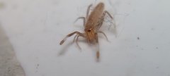 Solifugae